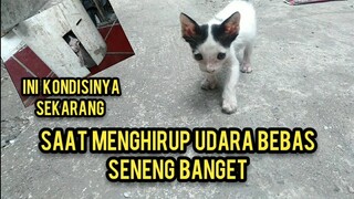 Anak Kucing Menangis Minta Tolong Sampai Melambaikan Tangan Di Kurung sampai Kelaparan Part 2