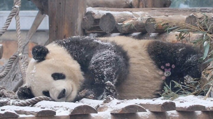 Vào mùa đông, khi Bắc Kinh có tuyết rơi, nhất định phải đến ngắm những chiếc kẹo đường xinh xắn, siê