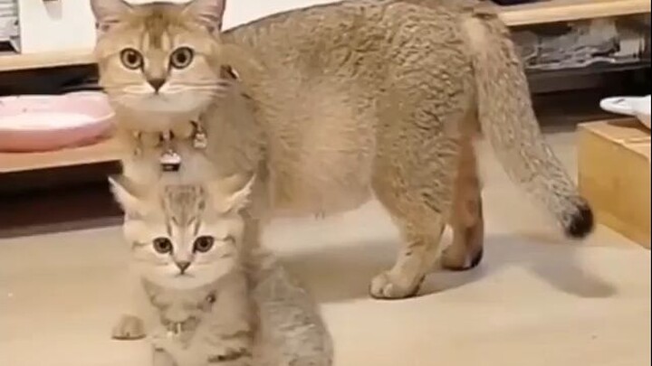 Tingkat sinkronisasi 100%