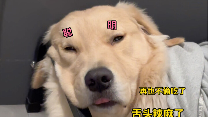 เมื่อหมาโง่แอบกินพริก... (หมาทั้งตัวชาเพราะอาหารเผ็ด)