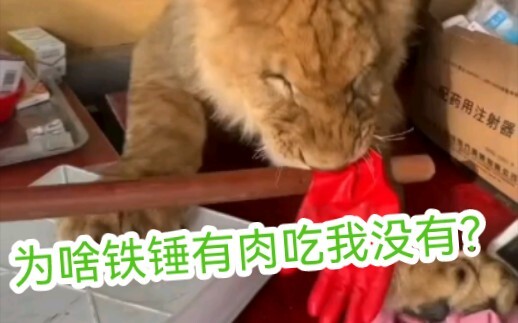 多肉大闹厨房：为啥给铁锤吃不给我吃，我自己拿还不行吗？