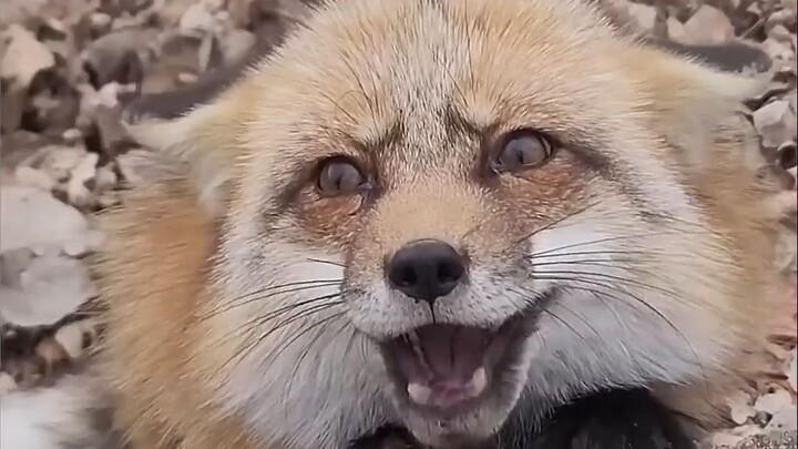 Trụ Vương: Hắc Tử, nói đi!