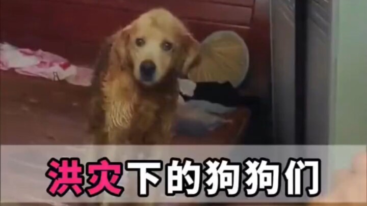 The heartfelt bond between dogs and humans in the face of flooding.