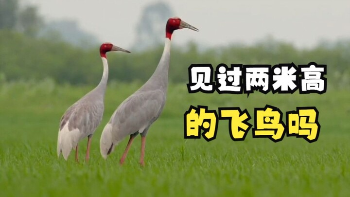 The World’s Tallest Flying Bird – the Red-crowned Crane