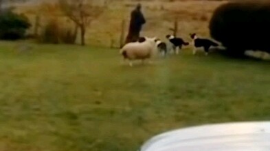 This is a sheep raised by dogs since it was little, so this is how it runs… After watching, I’ve eve