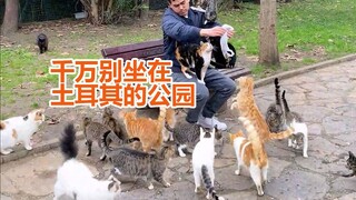 Di kota pecinta kucing, Anda tidak boleh duduk santai di taman.