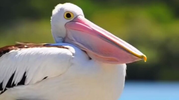 How different animals yawn - are they cuter or scarier when they open their mouths?
