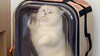 《Hình tượng hóa việc tìm việc và tìm được việc》