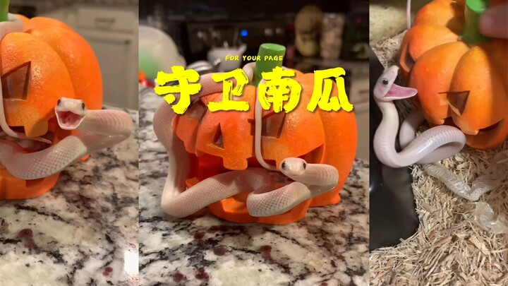 A fierce-looking little snake fiercely guards its pumpkin—snarling at the owner for daring to touch 