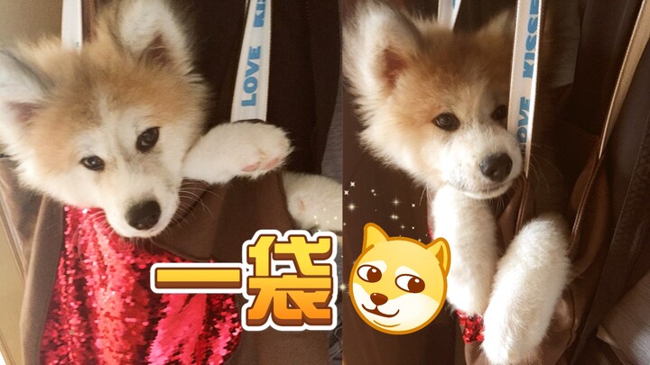 Anjing Akita tumbuh dewasa seolah-olah hanya dalam sekejap, perubahan ukurannya benar‑benar mencenga