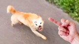 My Angry Dogs Really Hate Middle Finger | Funny Dogs Reaction | Pets Island