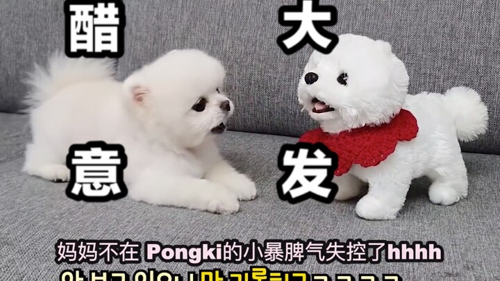 【ترجمة صينية】ماذا يحدث إذا أظهرت حنانًا لدمية كلب صغيرة أمام جرو صغير؟