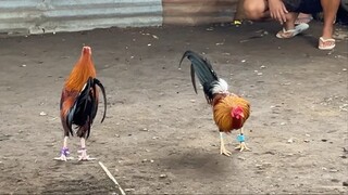 Mga quality sa Tupada tari tari