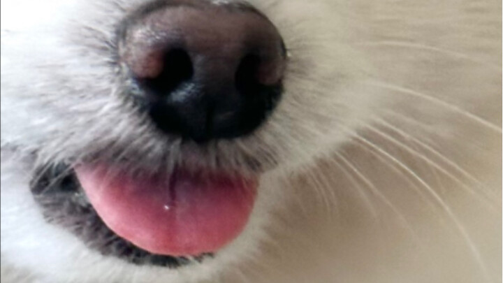 Hey, stop for a moment and let the puppy do a scent check for you!