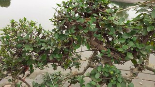 Cây duối cảnh.thế rồng cưỡi mây cực đẹp 🐉🐉🐉