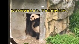 This giant panda likes to visit people and squats outside the door on rainy days, causing the zoo to