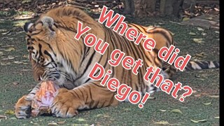 Will Tigers fight over meat?