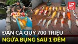 Xót xa đàn cá Koi chết cứng được xếp ngay ngắn với thiệt hại đến hơn 700 triệu đồng