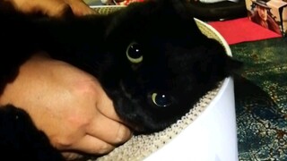 Qian Suisui is a biting cat—what should we do about this?
