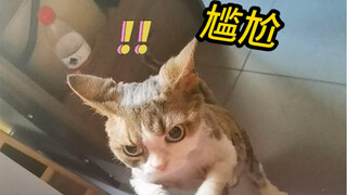 我家猫看东北雨姐前vs看东北雨姐后