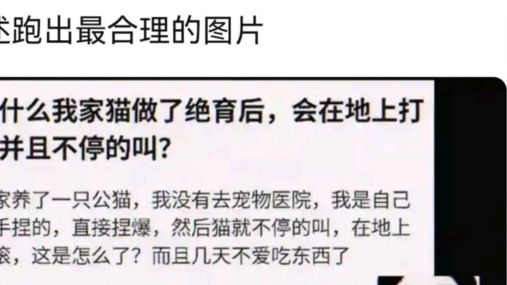 Đội Mèo và Chuột #28 Cậu Bé Bakugan