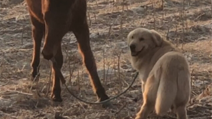 Chưa làm được chó chăn cừu, đã bị ngựa chăn rồi!