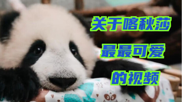 [Panda] I heard the zoo director thinks this is Katusha’s cutest video ever～