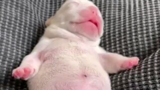 Sleeping dog