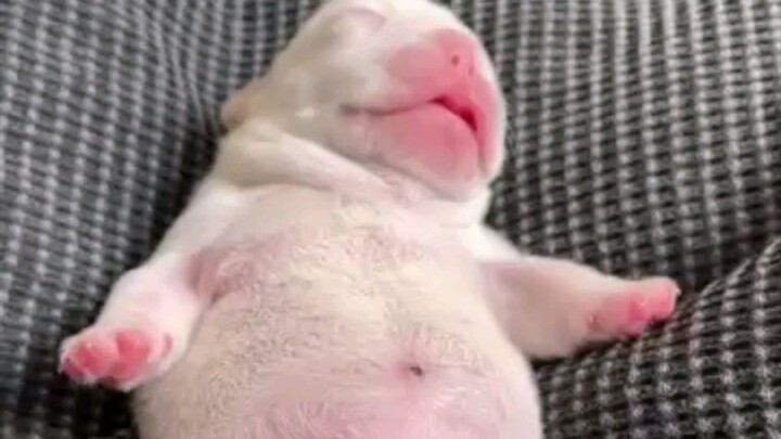 Sleeping dog