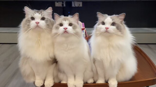 Kucing Ragdoll Spesial (Anjing)