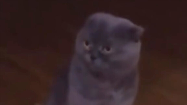 A Conscience-Less Russian Cat