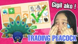 WHAT PEOPLE TRADE FOR PEACOCK IN ADOPT ME (NEW UPDATE)