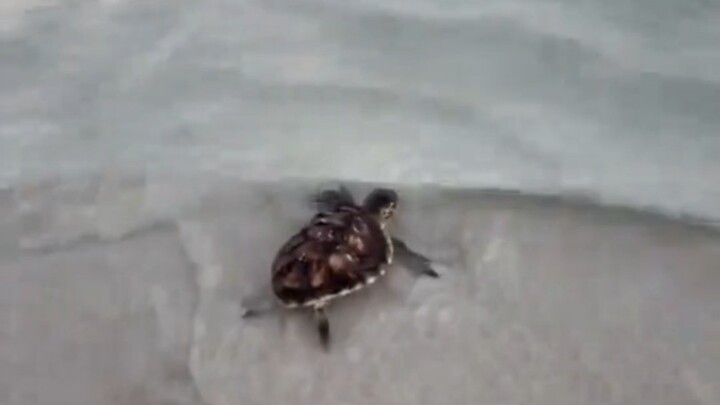 Rescuing a Baby Sea Turtle Covered in Barnacles