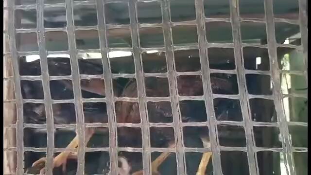 malalaki na sisiw ko 🐥🐓