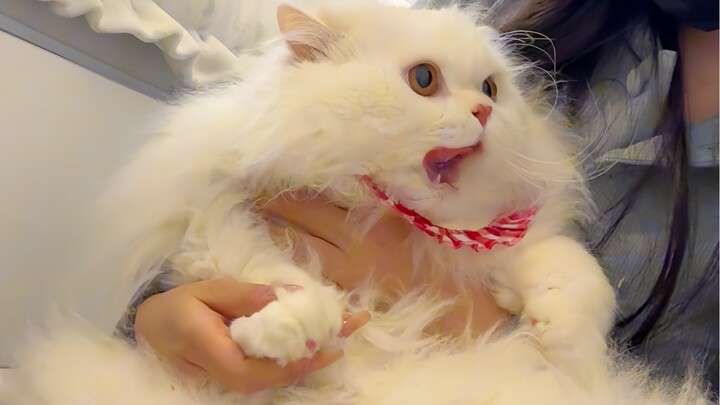 好险 猫猫我呀 差一点就被饿鼠咯🫰