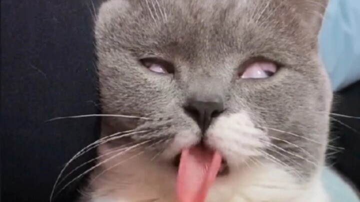 "Purr Patrol Has a Serious Illness"