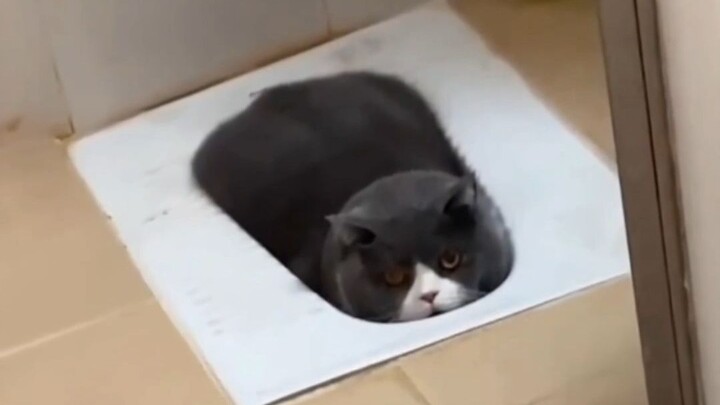 “  听说你想养猫？  ”