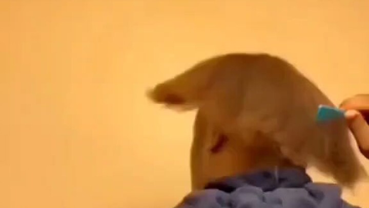 anti mulet mulet club