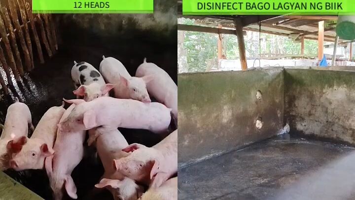 #backyard #pig #farming