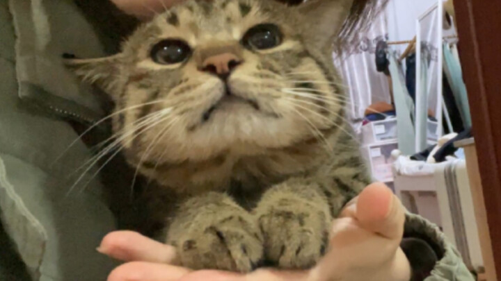 Don't let any of Mama's kisses fall to the ground! Keep blowing kisses to the kitten, and the kitten
