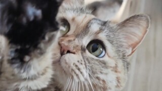 猫咪终于向主人伸出了黑手！