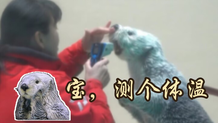 Keeper rewards baby sea otter with a little fish after taking its temperature