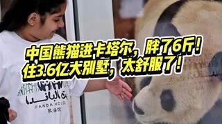 Panda Cina bertambah berat badan 6 pon setelah mengunjungi Qatar, tinggal di vila senilai 360 juta y