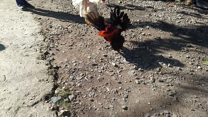 McLean Hatch VS White Kelso McLean