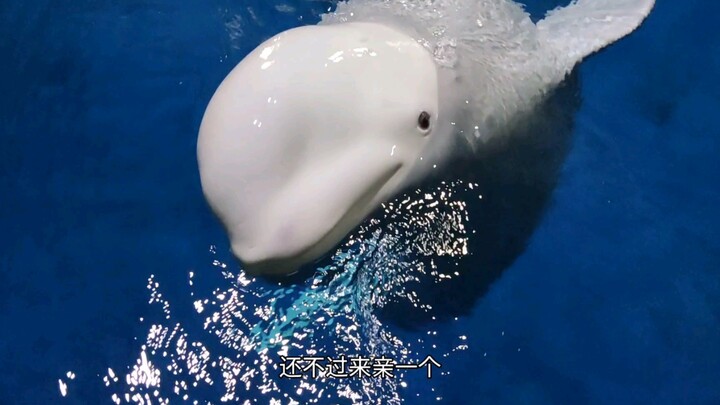 Bagaimana paus putih tidur?