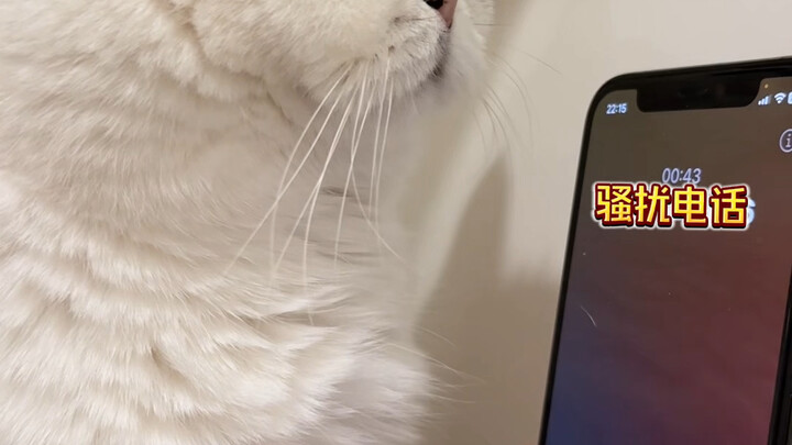 منذ أن جعلت القط يرد على المكالمات المزعجة، لم يتصل الطرف الآخر مجددًا.