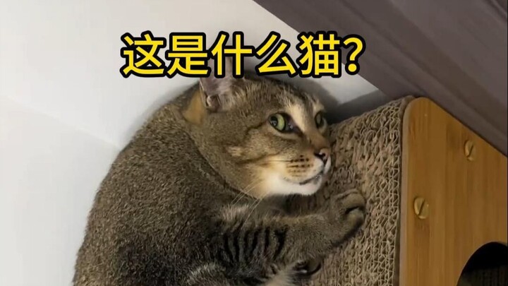 Điểm danh những loài mèo dễ bị nhầm nhất!