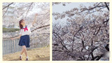 Kelopak Bunga Indah ✿ Tarian Gadis Berseragam di Bawah Pohon Sakura