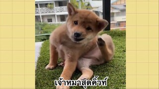 เพื่อนตัวน้อย สัตว์เลี้ยงแสนซน : เจ้าหมาสุดคิ้วท์