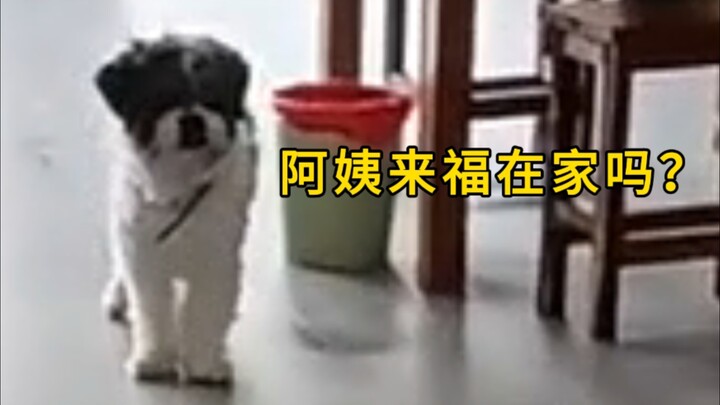 Auntie, I’m here with my little backpack to see Laifu!